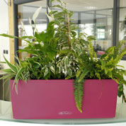 Indoor Container 'Indoor Panache'